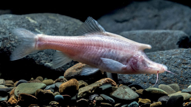 Ikan buta yang mirip unicorn.