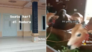 Rumah Megah di Madura Jadi Kandang Sapi