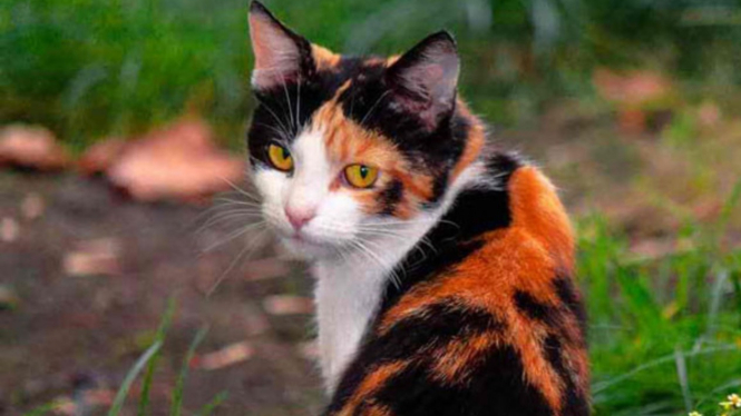Kucing belang tiga.