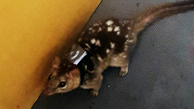 Quoll jantan mati setelah kawin.