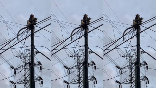 Viral Monyet Mencuri Kucing Dibawa ke Tiang Listrik