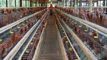 Peternakan ayam petelur