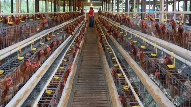 Peternakan ayam petelur