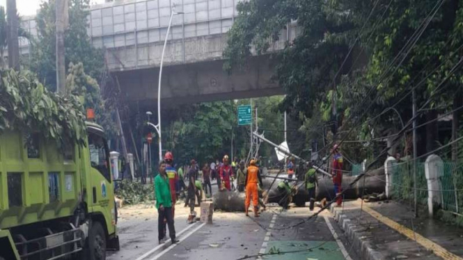 Pohon tumbang akibat hujan deras disertai angin kencang di Jalan Cut Meutia.