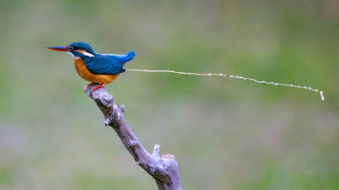 Ilustrasi burung buang kotoran.