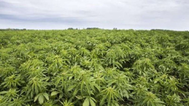 Ladang tanaman ganja di pedalaman Bone, Sulawesi Selatan