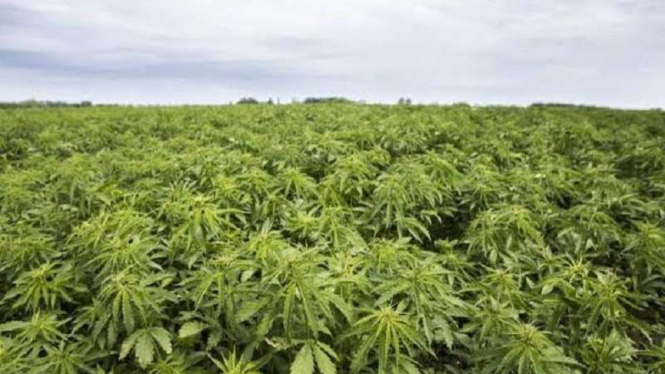Ladang tanaman ganja di pedalaman Bone, Sulawesi Selatan