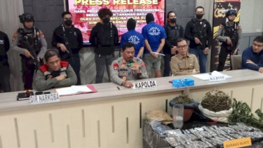 Polda Sulsel Merilis Kasus Pengungkapan Ladang Ganja milik Mahasiswa DO di Bone.