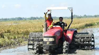 Panen Raya menggunakan Alat Mesin Pertanian (Alsintan)