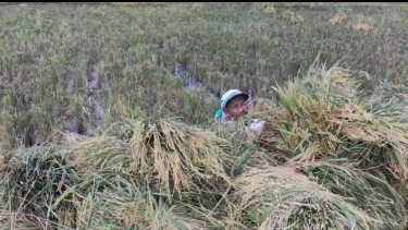Petani di Desa Sumberarum, Kecamatan Dander, Bojonegoro, Jawa Timur  