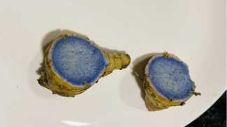 Viral Ditemukan Jahe Berwarna Biru, Ternyata Ini Penyebabnya