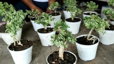 Tanaman Bonsai Mini Asal Bojonegoro Milik ASN Tembus Malaysia