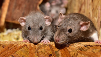 Scientists Create Mice from Two Biological Fathers