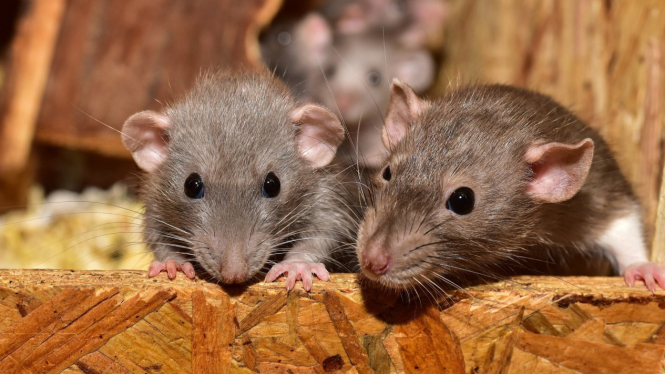 Ilustrasi tikus.