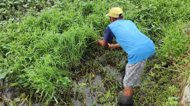 Petani