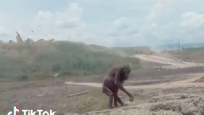 Pilu, Penampakan Orang Utan Kurus Kering di Lokasi Tambang
