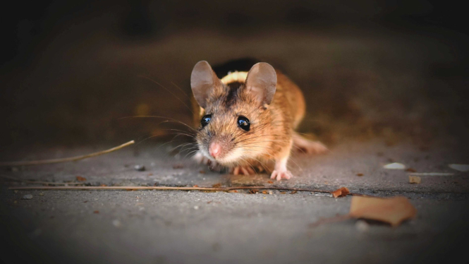 Ilustrasi tikus.