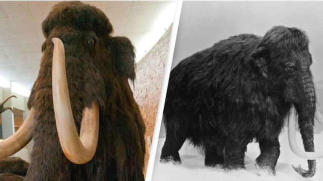 Woolly Mammoth atau Mammoth Berbulu
