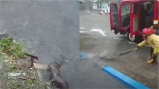 Viral Video Piton Raksasa Berontak Lawan Petugas Damkar, Warga Histeris