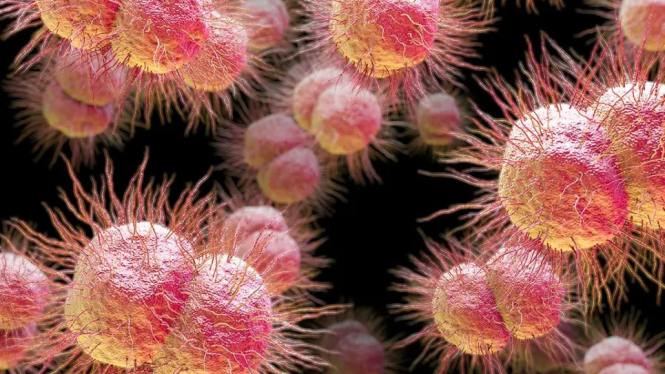 Gonorrhoea bacteria