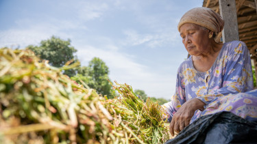 Ilustrasi petani.