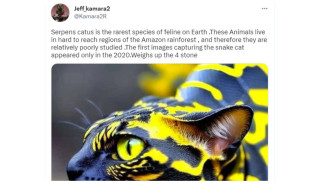 Heboh Beredar Foto Hewan Kawin Silang Kucing dengan Ular, Begini Faktanya