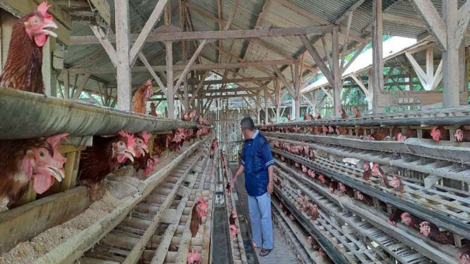  Peternakan ayam petelur milik Soleh di Buring, Kedungkandang, Kota Malang.