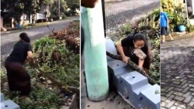 Emak-emak Nekat Tarik Ular Pakai Tangan Kosong 