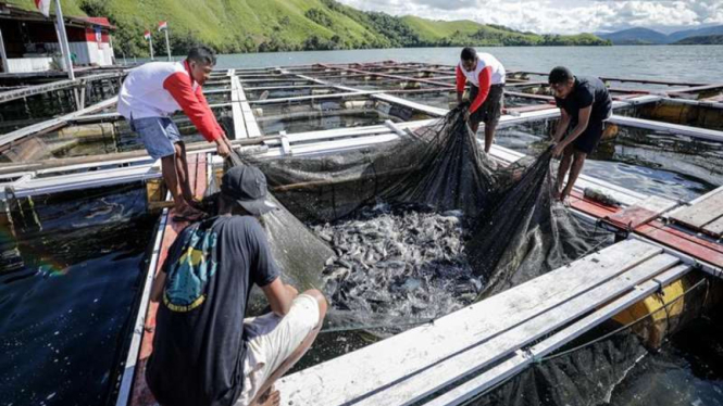 Budi daya ikan air tawar