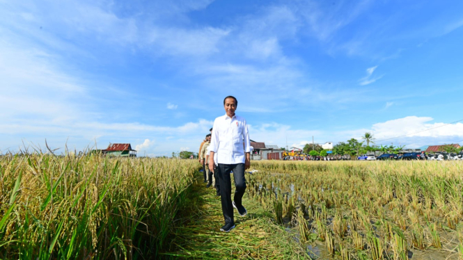 Presiden Jokowi tinjau panen raya padi di Kabupaten Maros, Sulawesi Selatan