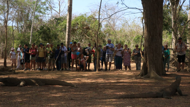 Wisatawan kunjungi Pulau Komodo