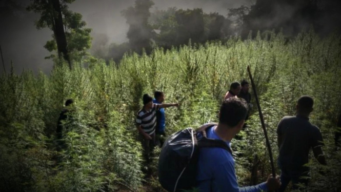 VIVA Militer: Tim gabungan Intel Korem Teuku Umar di ladang.