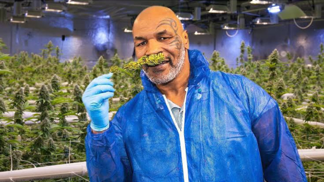 Mike Tyson diperkebunan ganjanya