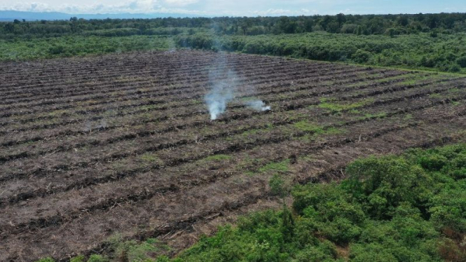 Aktivitas ilegal di kawasan Suaka Margasatwa (SM) Rawa Singkil