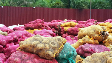 50 Ton Porang Asal Riau Tembus Pasar Tiongkok