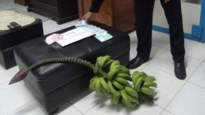 Kantor BNN Tasikmalaya Dapat Kiriman Setandan Pisang dan Uang Mainan