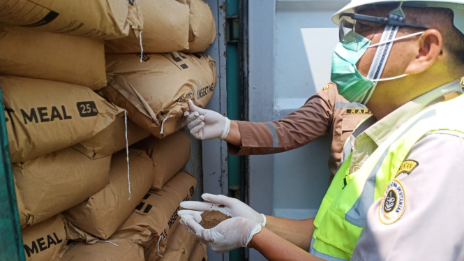 Proses pemeriksaan ekspor tepung larva lalat.