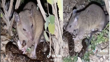 Tikus Terekam Memakan Ular Usai Bertarung Sengit
