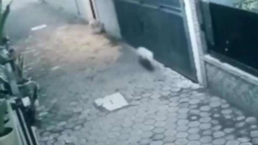 Isu babi ngepet yang ternyata anjing liar viral di Tangerang Selatan.