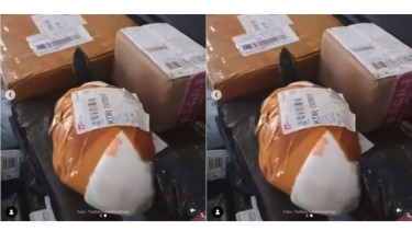 Paket Kura Kura Hidup