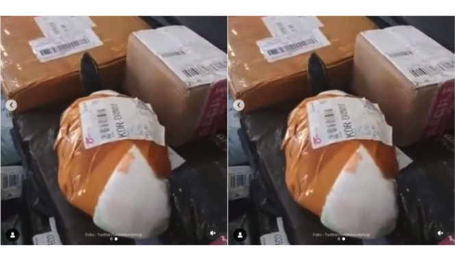 Paket Kura Kura Hidup