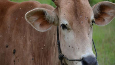 Sapi dengan benjolan disebabkan oleh Penyakit Kulit Berbenjol di Riau.