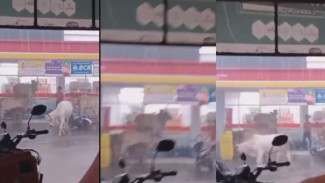 Geger Gerombolan Sapi Neduh di Minimarket, Netizen: Bekasi Memang Beda