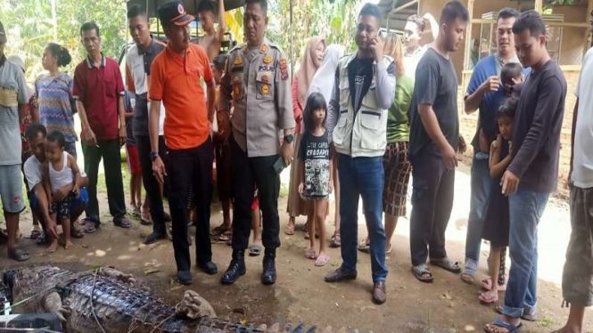 Seekor Buaya Terkam Ibu dan Anak di Sungai Labura