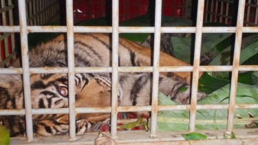 Seekor harimau sumatra terjerat perangkap babi di perkebunan warga di kawasan Desa Pastapjulu, Kecamatan Tambangan, Kabupaten Mandailing Natal (Madina), Sumatra Utara, Jumat, 19 Mei 2023.