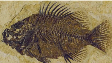 Fosil ikan di Gunung Everest.