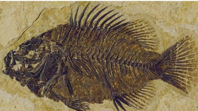 Fosil ikan di Gunung Everest.