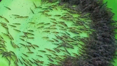 Fenomena udang kecil naik ke daratan di Gorontalo