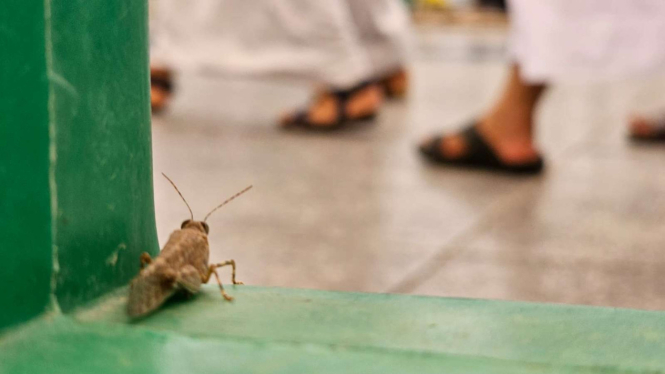 Belalang di kawasan Masjidil Haram, Mekah, Arab Saudi