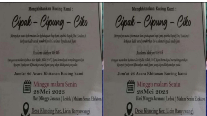 Undangan Pesta Kebiri Kucing di Banyuwangi